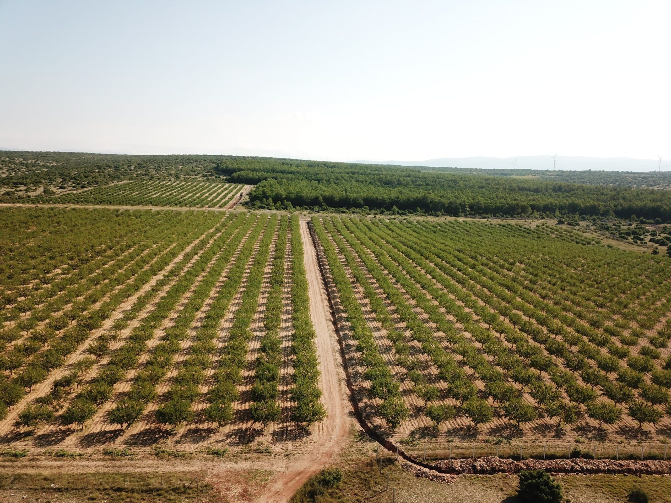 Plantaža badema u Korlatu